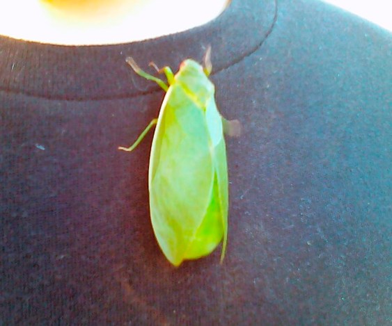 The big green guy, climbing Adam's t-shirt.