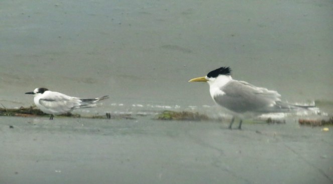 The Crested Tern ~ mother and son perhaps?