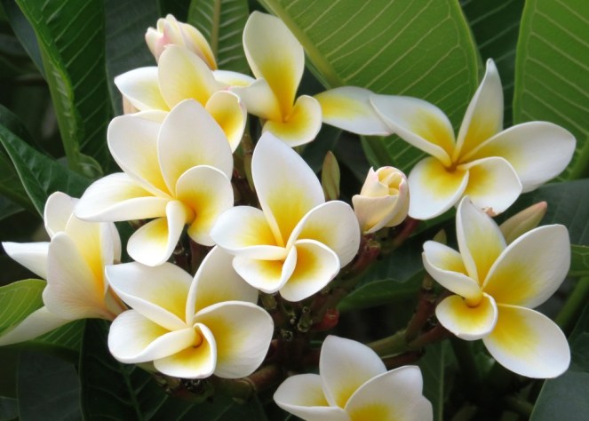 frangipanis
