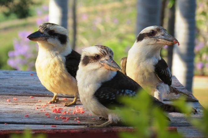 Territorial groups of kookaburras flock together.