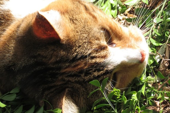 Miss Tibbs adds even more meaning to my time spent in the garden.