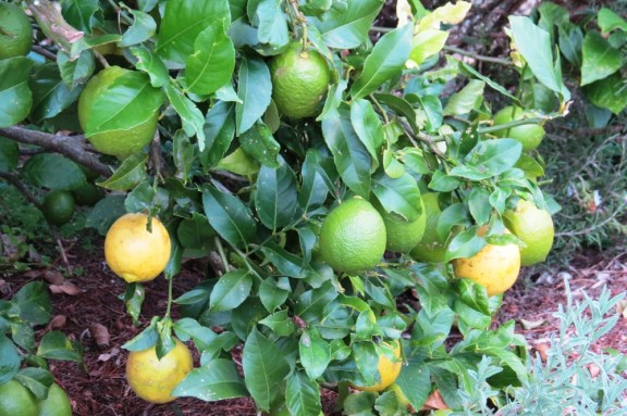 No shortage of lemons.