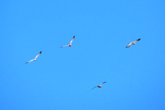 Four Galahs with not a care in the world when the sky is so blue!