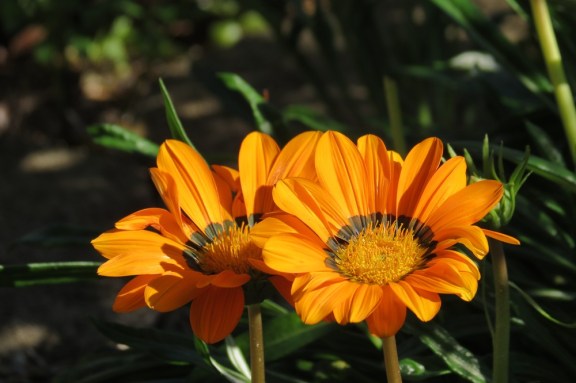 Smiling Gazanias.