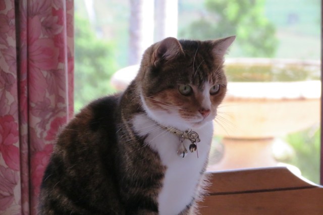Various shades of pink in the curtains.