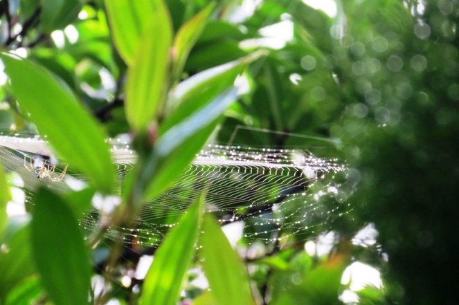 Diamond edged spider's trampoline.