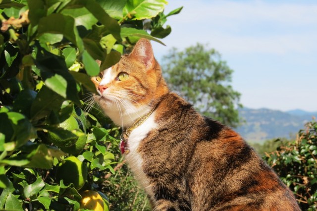 Miss Tibbs enjoying the sun this morning.