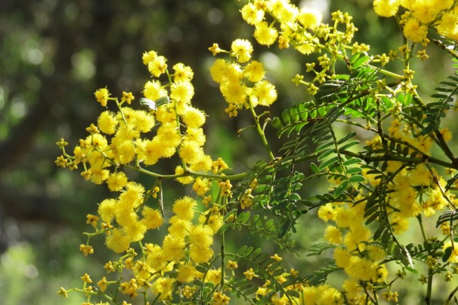 Winter wattle in bloom at Leura, on the Blue Mountains, July 3rd.