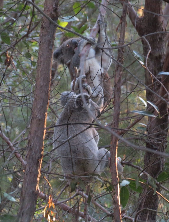 The male koala chasing the female up the tree.
