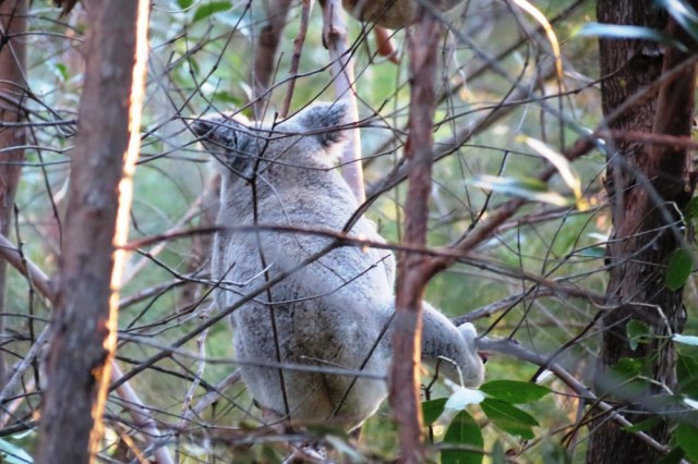And here's a back view, see its fluffy ears?