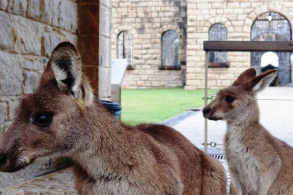 And here's a close up photo of mama and papa.