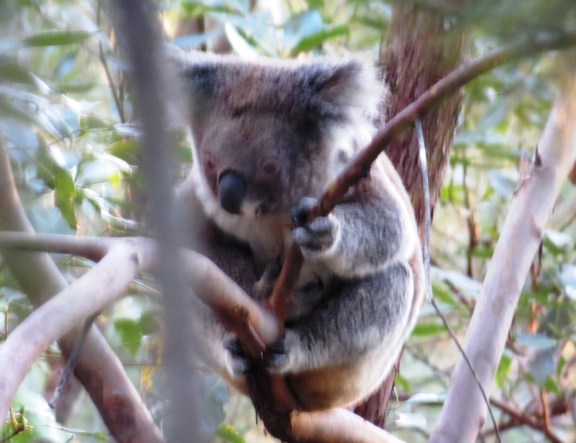A typical image of a cute and cuddly koala, just what we imagine they should look like. :)