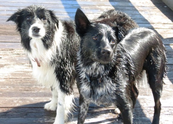 An intense moment for Bella, the Border Collie and Porter, the Border Collie cross Cattle Dog.