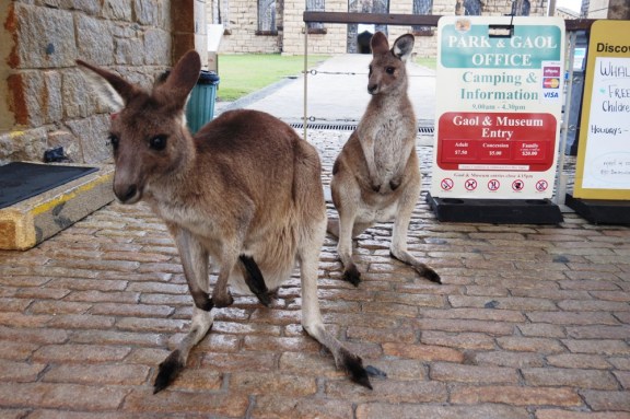 You can see here the little joeys long black hind leg sticking out of mama's pouch.