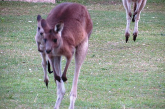 Kangaroos legs are incredibly strong as you can see here by the way they jump.