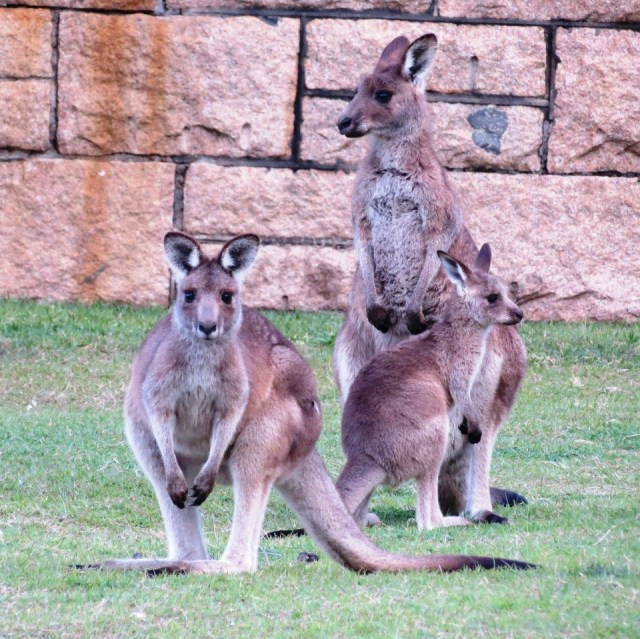 Look, a whole little family!