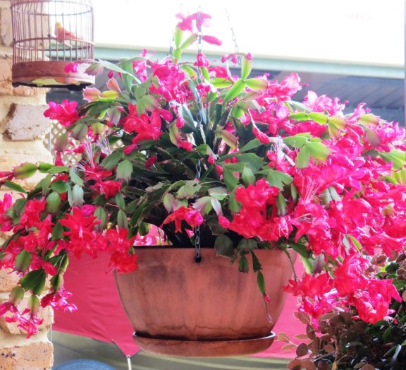 One of Mum's favourite plants, Zygocactus.