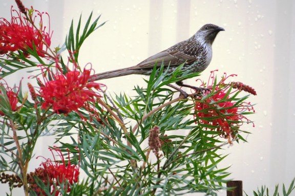 A very pretty bird, one which I don't see at my place.