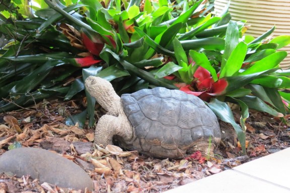 No chance of this slow moving guy getting too far away!