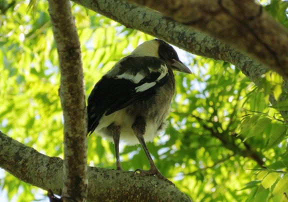 First sighting of a baby Magpie, newly emerged from the nest.