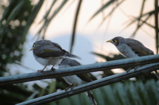 The Noisy Miners were all atwitter on the clothesline.