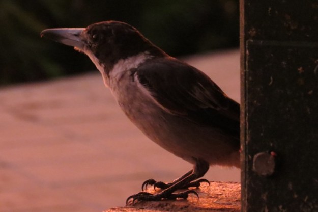 The Butcher Bird had been flitting back and forth for food all day. I think he must have been stocking his larder, knowing there was a storm approaching. Here he is at 8pm.