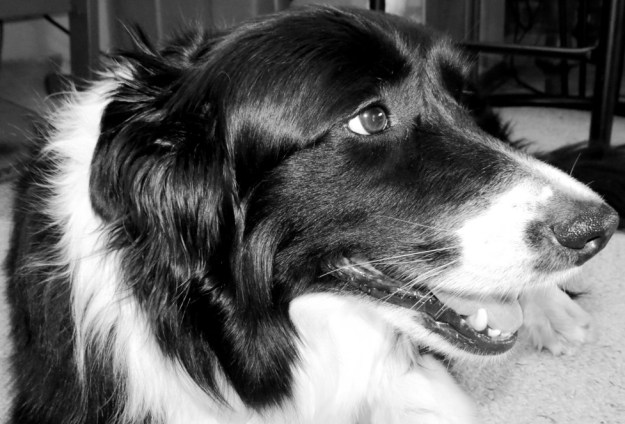 Sweet Grand-Puppy, Bella.