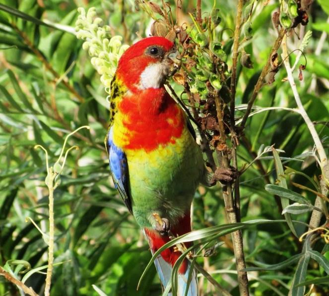 Eastern Rosella.