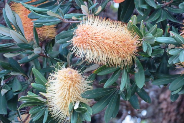 Bottlebrush.