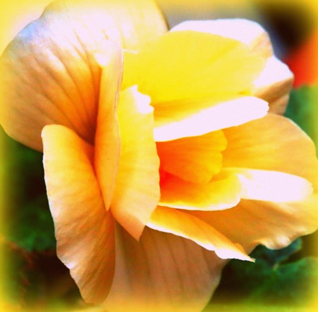 My Begonia sits in a pot on the front veranda, and amazes me every year, as I watch the brown soil shoot new green growth into the world!