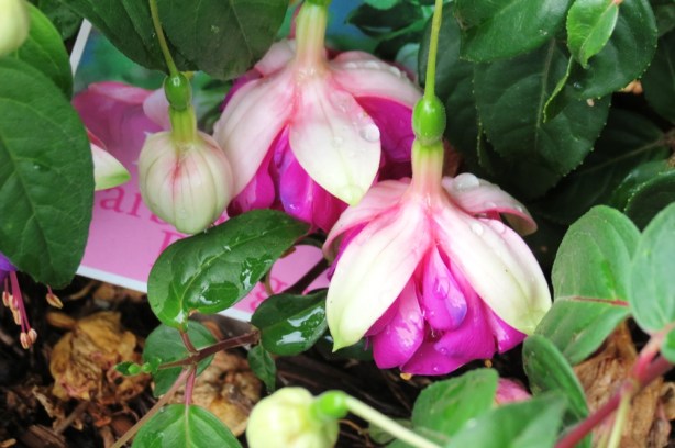 Tess has her own garden now, in a shady area beside the pool. I planted a Fushsia in Tess's Garden a few months ago, hoping it would be happy there, and as you can see, it is.