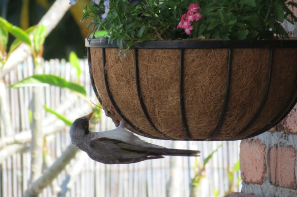 When I added a hanging basket to the back veranda, a Noisy Minor thought the basket insert would be just the thing to add comfort to her nest.
