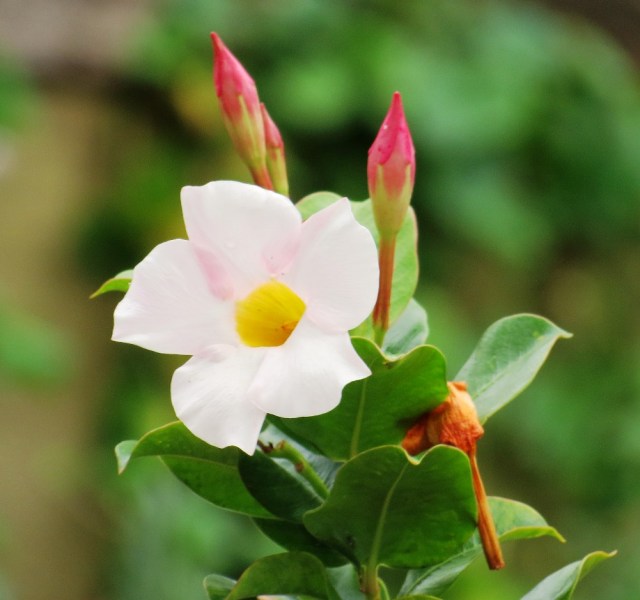 I have decided that Allamandas are the single most photogenic flowers in my garden.