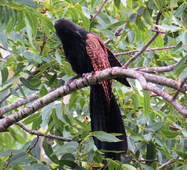 coucal 4