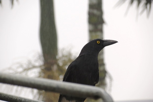 The Currawong's Return.