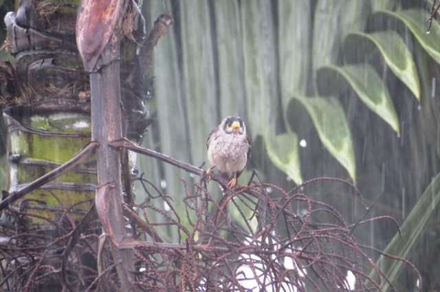 Little Forlorn Bird.