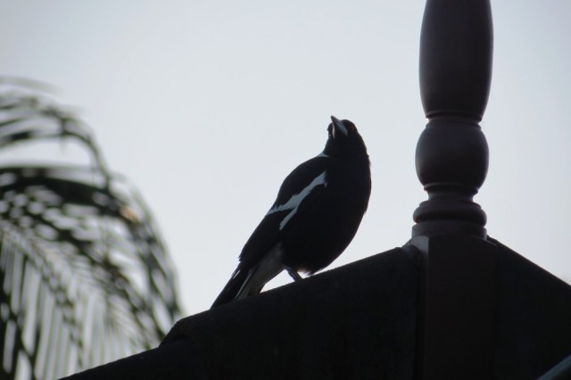 One of my friendly magpies, guarding their territory. Nesting has begun.