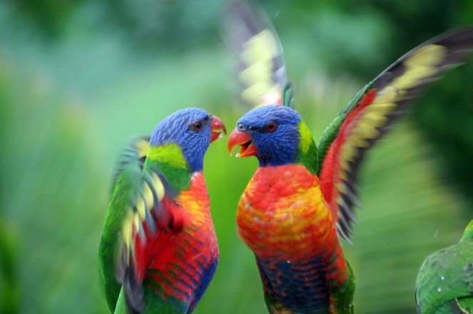 Sometimes, even birds get in a tizz.