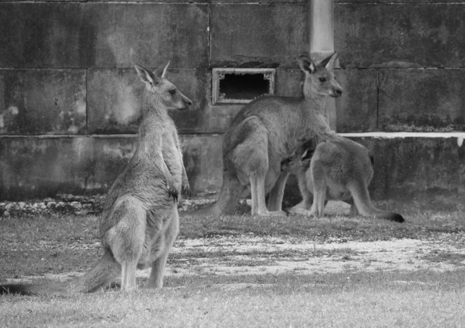 kangas8